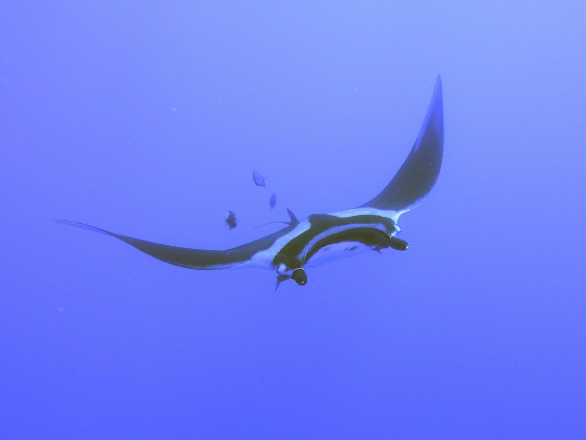 Manta Point